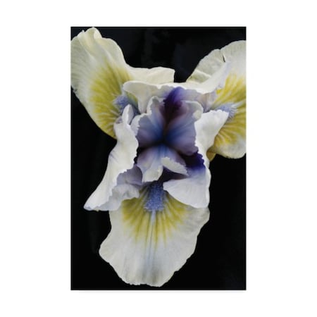 Kurt Shaffer 'Iris Flower Study' Canvas Art,30x47